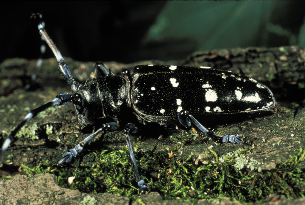 Zelda reccomend Asian horned beetle in united states