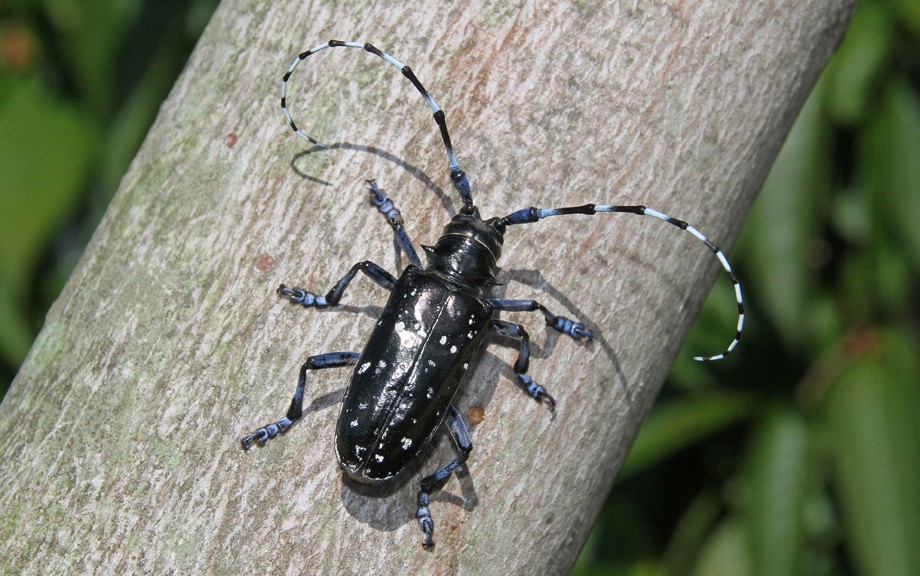 Rabbit recommendet horned states Asian beetle in united