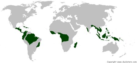 Asian rainforest annual rainfall
