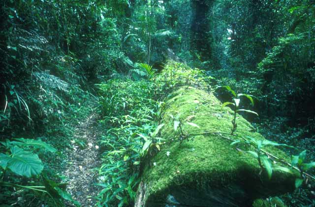 Sentinel reccomend Asian rainforest info