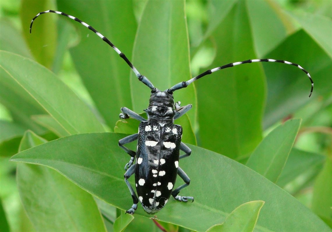 Thunderhead reccomend Asian horned beetle in united states